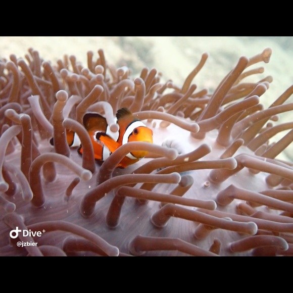Nemo - Picture 1 of 1